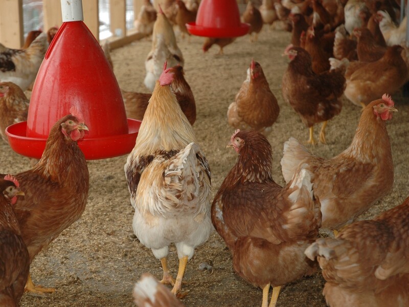 'Stop tariefvrije export van pluimveevlees uit Oekraïne'