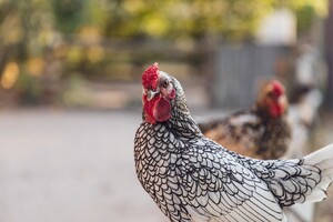 'Stop tariefvrije export van pluimveevlees uit Oekraïne'