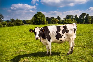 Prestigieuze BGA-status voor Iers grasgevoerd rundvlees