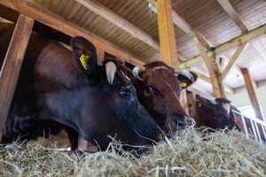 Goedegebuur bekroond met predicaat Hofleverancier