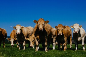 'Stop tariefvrije export van pluimveevlees uit Oekraïne'