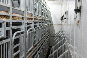 Alginaat casing die vast blijft zitten aan vegan worst