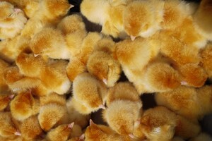 'Hoe rewilding een bedreiging is voor de veehouderij'