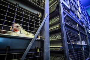 Packathon biedt Stegeman nieuwe verpakkingsidee&euml;n