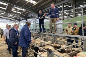 'De vraag naar grasgevoerde lammeren en runderen uit VK groeit weer'