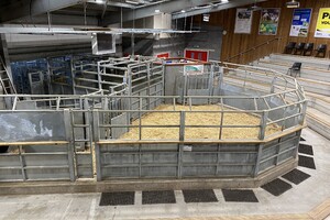 'De vraag naar grasgevoerde lammeren en runderen uit VK groeit weer'