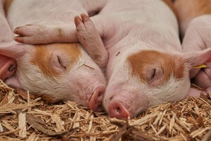 Webinar CSB 'KI voor kwaliteitscontrole rauwe ham'