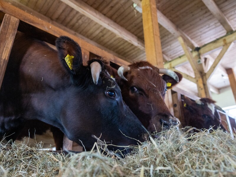Familiebedrijf Goedegebuur bekroond met predicaat Hofleverancier