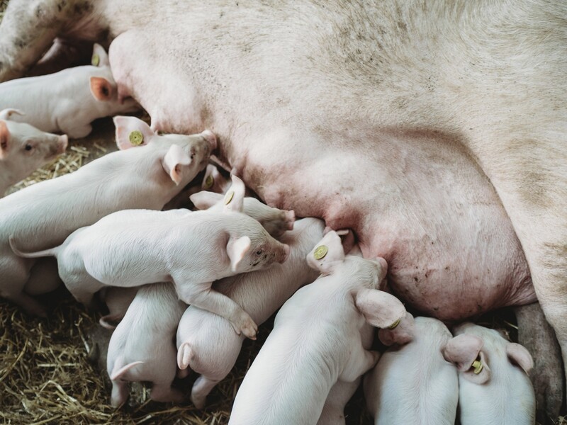 Vlees Zonvarken opgenomen in assortiment Jumbo