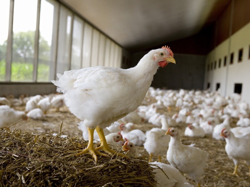 AH start met Beter voor Kip, Natuur & Boer-programma