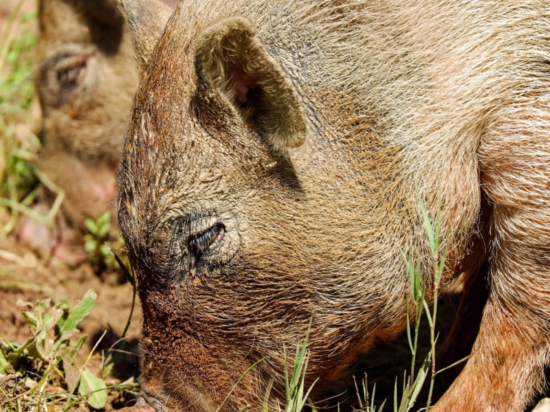 Minister: Alert op besmetting varkenspest in Nederland
