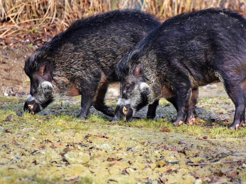 Steun voor boeren in strijd tegen Afrikaanse varkenspest