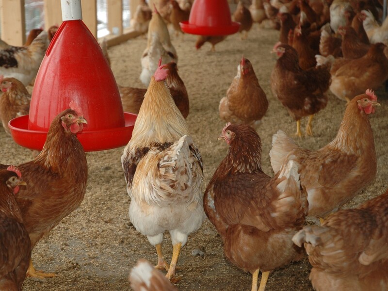 Pluimveesector zet in op direct in dienst nemen van werknemers