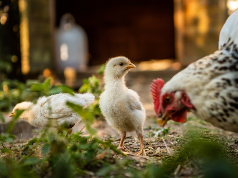 'Stalderingsregeling verhindert keuze voor dierenwelzijn'