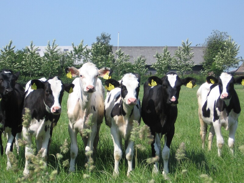 Sector trekt samen op voor slimmer en rustiger laden van kalveren