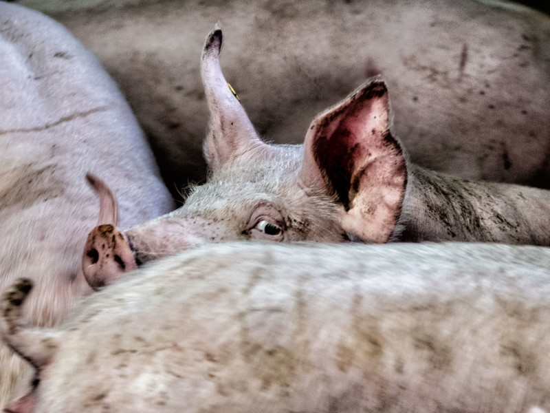 Tweede editie COV Meat Café op donderdag 22 november