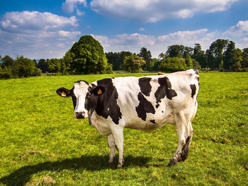 'Innovatie is de sleutel voor veehouderij, niet krimp'