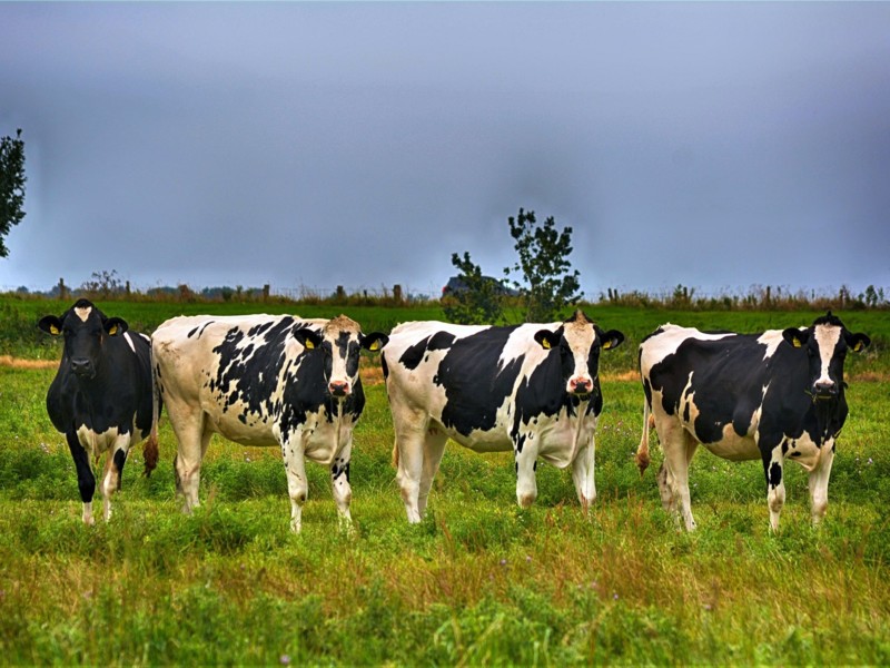 CBS: één op tien werkzame miljonairs is veehouder