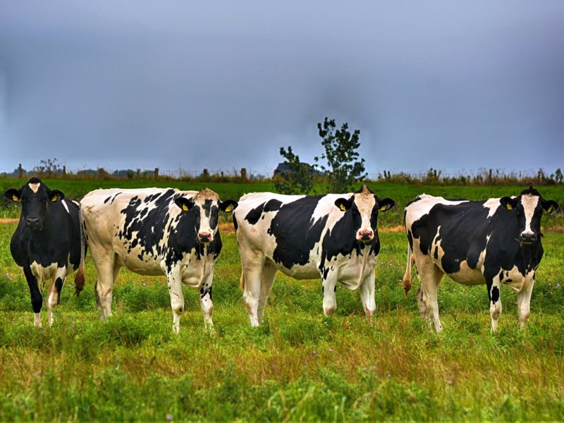 Kabinet trekt 75 miljoen euro uit voor jonge boeren