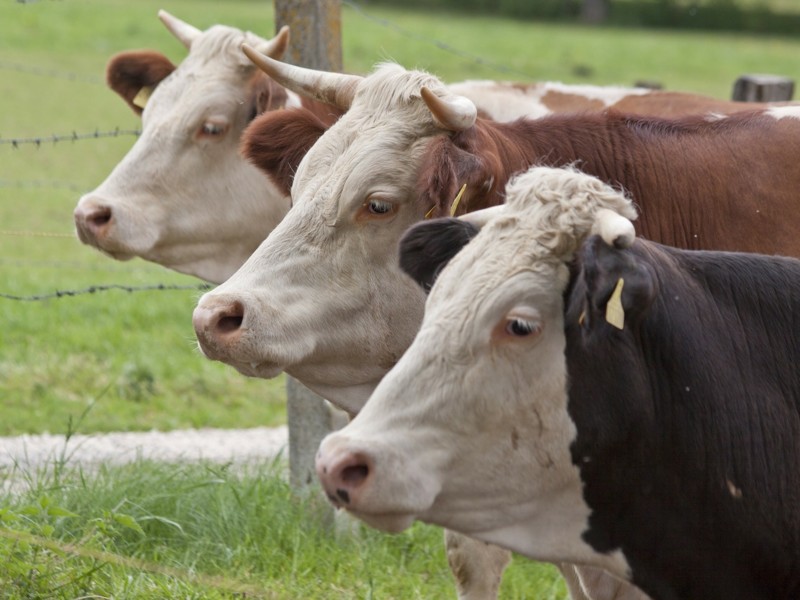 Demomiddag bioveiligheid en melkhygiëne in Merelbeke
