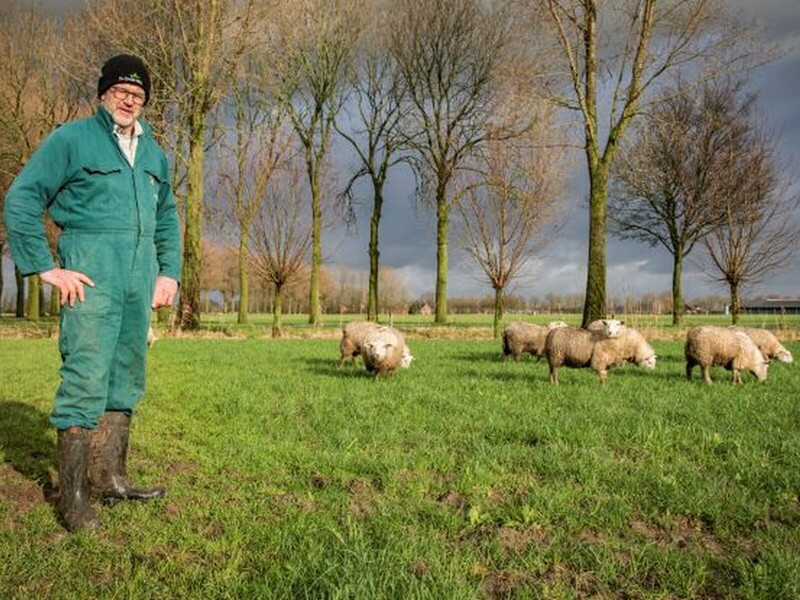 De Groene Weg formaliseert keten biologisch lamsvlees