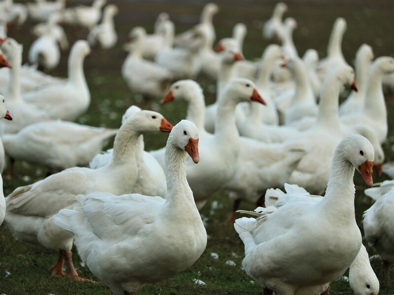 Nepluvi-voorzitter pleit voor vogelgriepvaccin