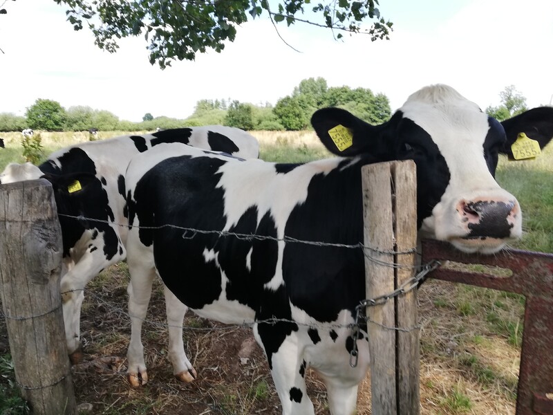 Vleesindustrie zet met Code ‘puntjes op de i’