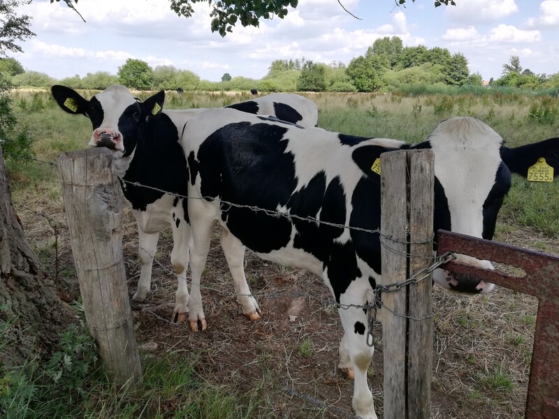 Nieuw 'grondgebonden' mestbeleid voor veehouders