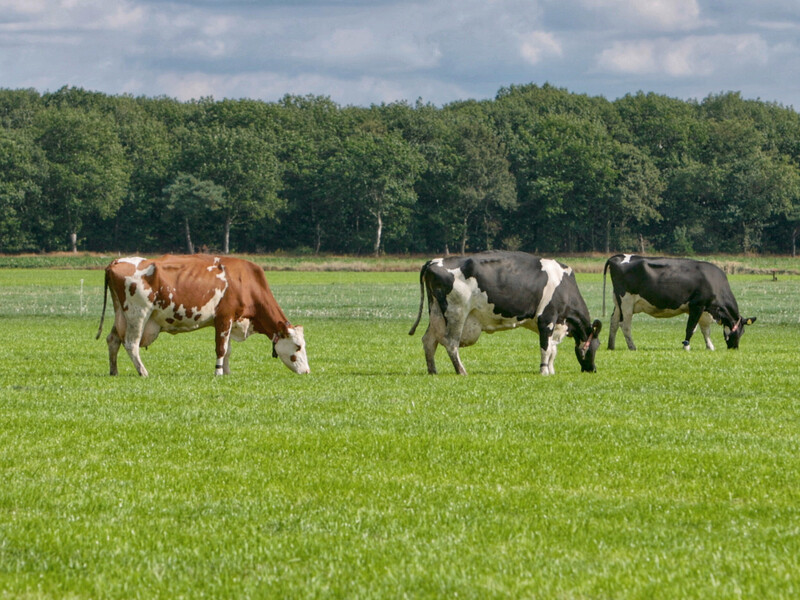 Jumbo start met weiderundvlees van 'dubbeldoel'-koeien