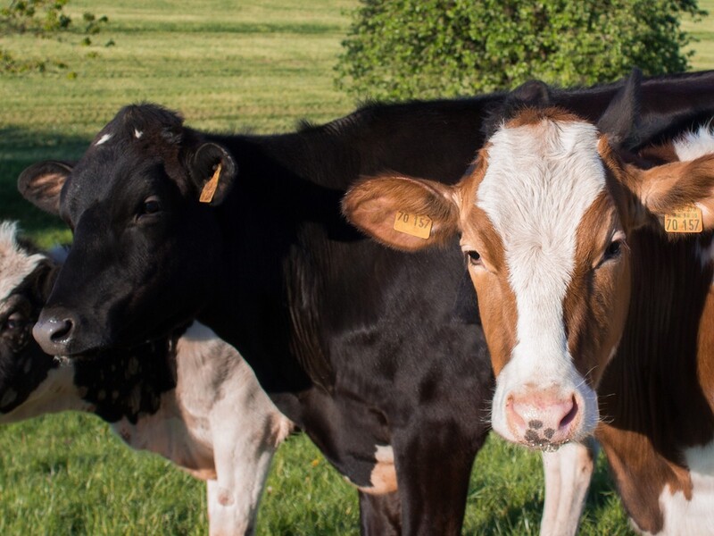 Vlaanderen wil onafhankelijk keurmerk voor dierenwelzijn