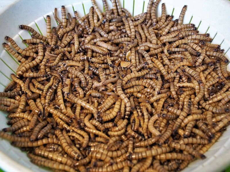 'Meelworm-eiwitten even gunstig als melkeiwitten'  