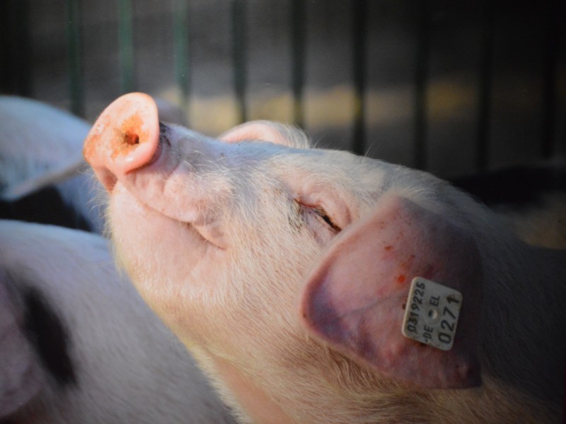 POV verrast door verscherpt toezicht varkenshouders