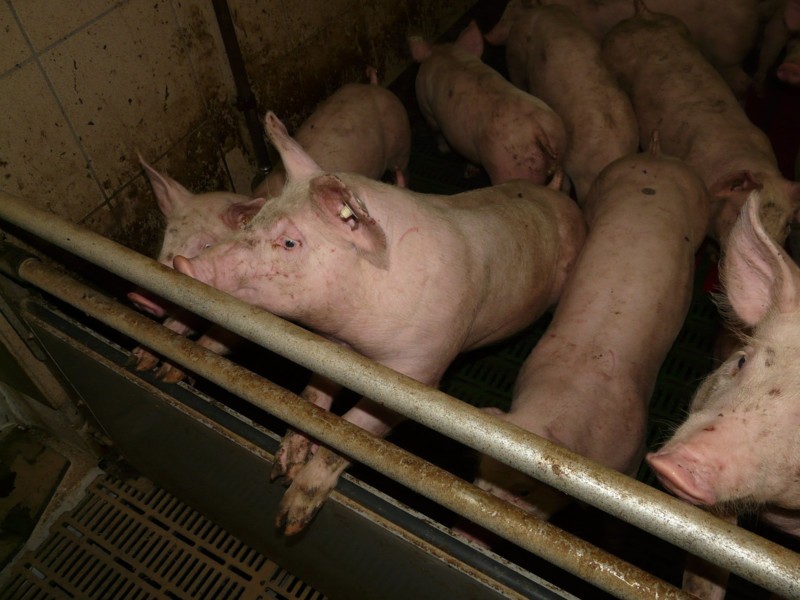 Brabant geeft subsidie voor verduurzamen stallen