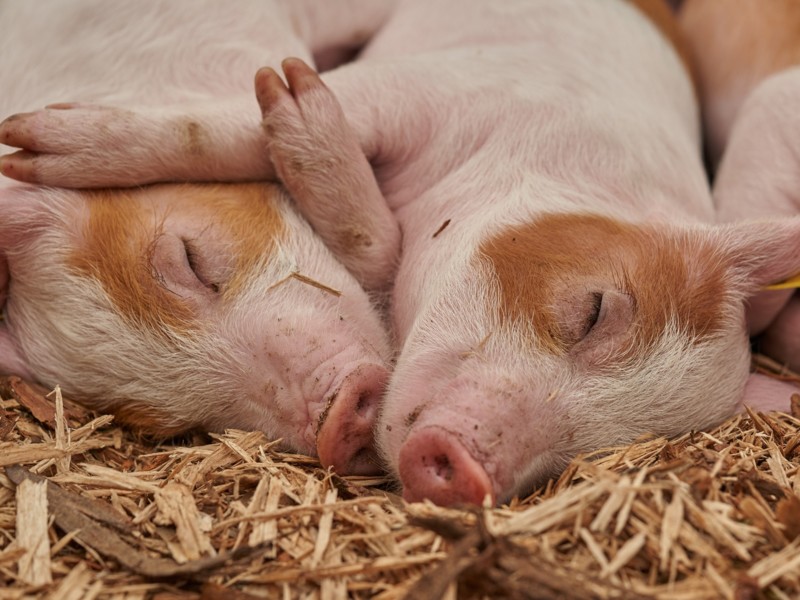 LTO Nederland start campagne #boerenhoudenvandieren