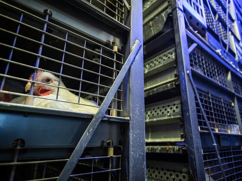 NVWA: meer pluimvee zonder letsel aangekomen in slachthuizen