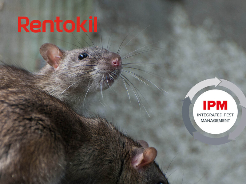 Webinar Rentokil over bestrijding knaagdieren