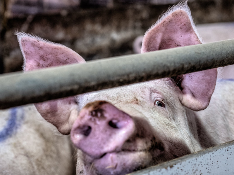 ‘Nog maar duizend varkenshouders in 2030’