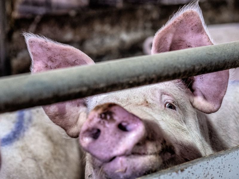 'Varkens inzetten tegen voedselverspilling'