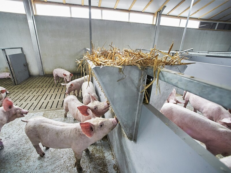Samen optrekken voor slimmer en rustiger laden van varkens