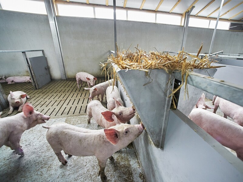 Varkensslachtingen naar laagste niveau sinds 2009