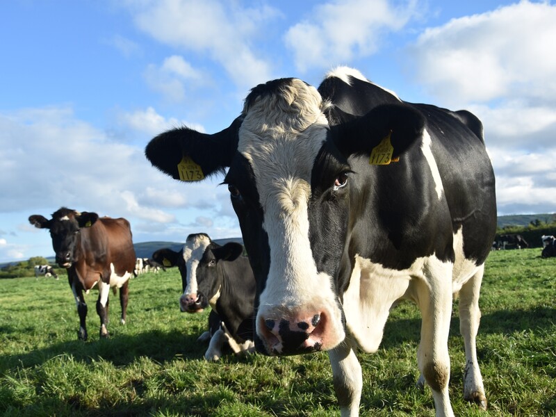 Vleesvee Academie versterkt positie Nederland rundvlees